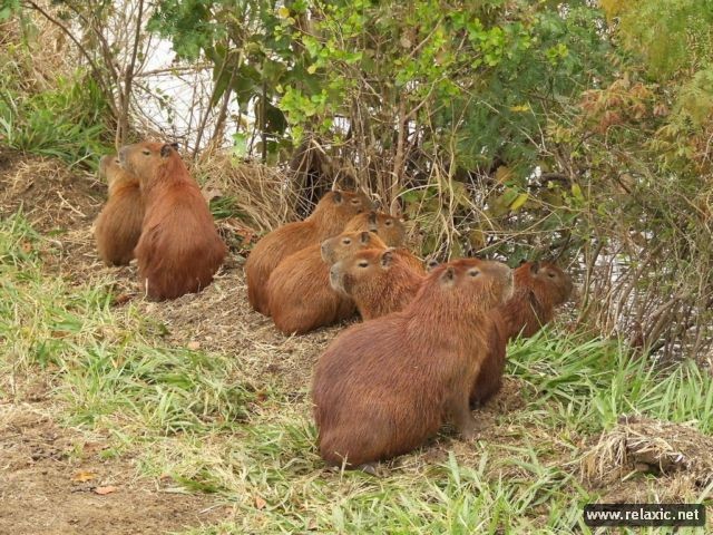 Kỳ thú khu tự nhiên hoang dã Pantanal - Brazil ảnh 16