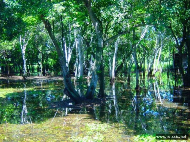 Kỳ thú khu tự nhiên hoang dã Pantanal - Brazil ảnh 19