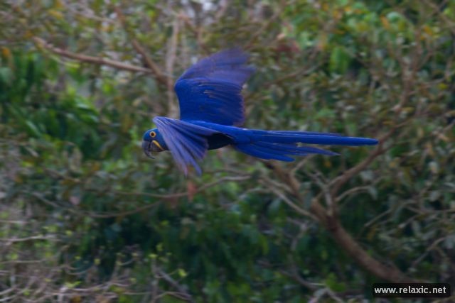 Kỳ thú khu tự nhiên hoang dã Pantanal - Brazil ảnh 26