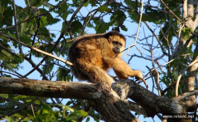 Kỳ thú khu tự nhiên hoang dã Pantanal - Brazil ảnh 27