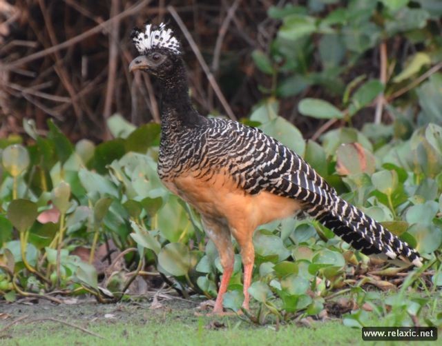 Kỳ thú khu tự nhiên hoang dã Pantanal - Brazil ảnh 28