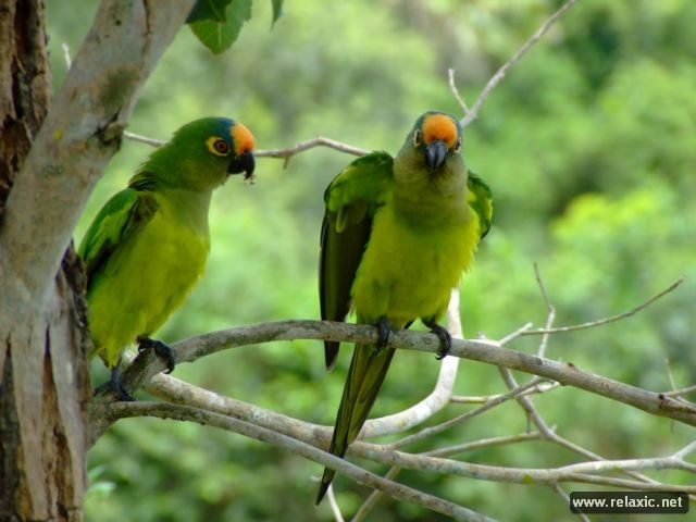 Kỳ thú khu tự nhiên hoang dã Pantanal - Brazil ảnh 32
