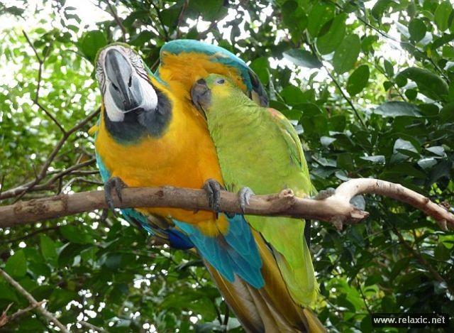 Kỳ thú khu tự nhiên hoang dã Pantanal - Brazil ảnh 35