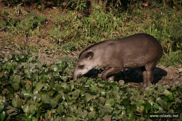 Kỳ thú khu tự nhiên hoang dã Pantanal - Brazil ảnh 36