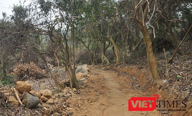 Phá rừng Sơn Trà: Hạt trưởng, Hạt phó kiểm lâm bị cách chức ảnh 1