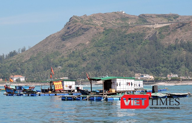 Trước thông tin cá nuôi lồng bè của một số hộ dân đảo Lý Sơn chết bất thường là do bị đầu độc phát tán, UBND huyện Lý Sơn chỉ đạo cơ quan công an vào cuộc