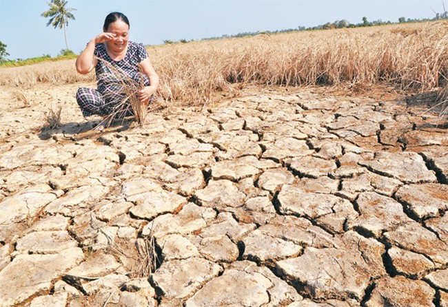 Bộ Tài chính kiến nghị thực hiện hỗ trợ toàn bộ chi phí bảo hiểm cho cây lúa, cà phê đối với hộ nghèo, cận nghèo