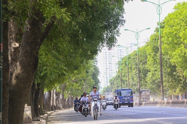 Ông Nguyễn Đức Chung lo ngại tìm chỗ trồng lại những cây xà cư sau khi di chuyển, chăm sóc.