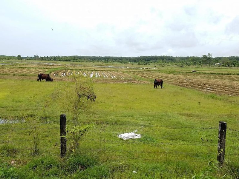 14 năm sau ngày thu hồi đất, Công viên Sài Gòn Safari vẫn chưa thể khởi công/ Ảnh: zing.vn