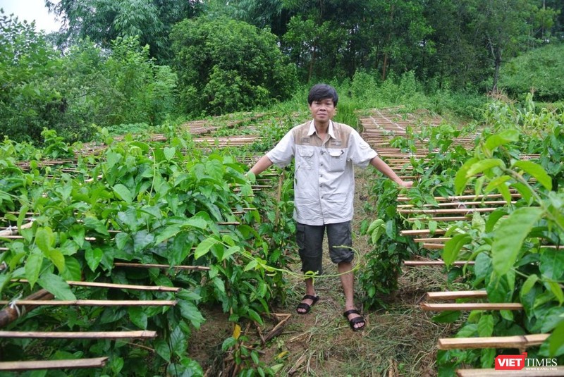 Nhà khoa học Trần Văn Ơn dồn tâm huyết nghiên cứu cây thìa canh trong nhiều năm liền 