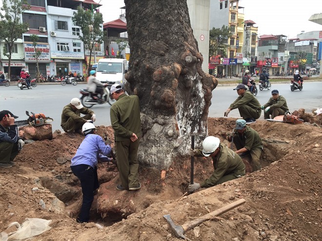 Nhiều cây to đẹp, vững chãi nhưng vẫn bị chặt hạ không thương tiếc