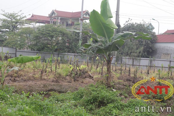 "Đất dự án để trống, trồng chuối cho đỡ phí"