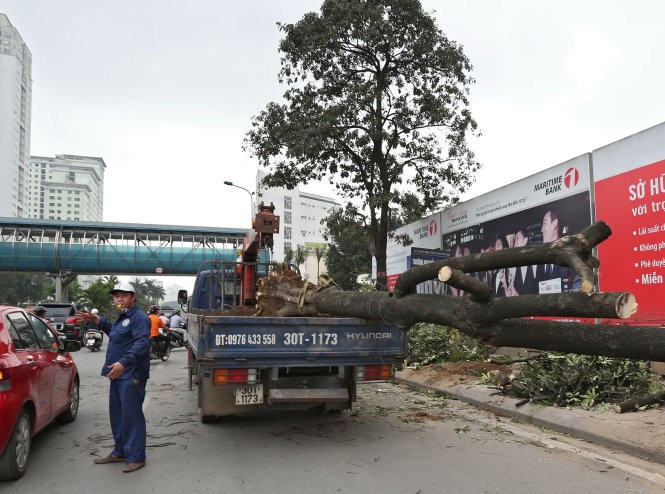 Chặt hạ cây xanh vừa qua ở Hà Nội