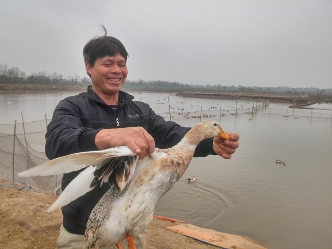 Anh em ông Vươn, ông Quý bên đàn vịt biển của mình