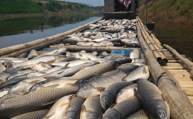 3 ngày qua, nguồn nước sông Bưởi bị ô nhiễm nặng khiến rất nhiều loài thủy sản chết bất thường. Sáng 7/5, nhiều tấn cá lồng của người dân các xã Thành Mỹ, Thành Vinh, Thạch Cẩm... (Thạch Thành, Thanh Hóa) tiếp tục chết.