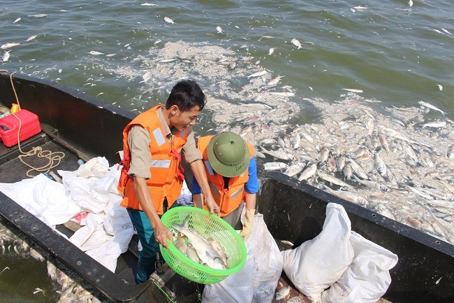 Cá Hồ Tây chết bất thường- (Ảnh: ĐK).