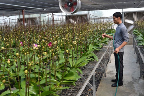 Sau hơn 5 năm hoạt động, Khu Nông nghiệp công nghệ cao của TP HCM góp phần hình thành một số vùng sản xuất hoa lan- (Ảnh minh họa).