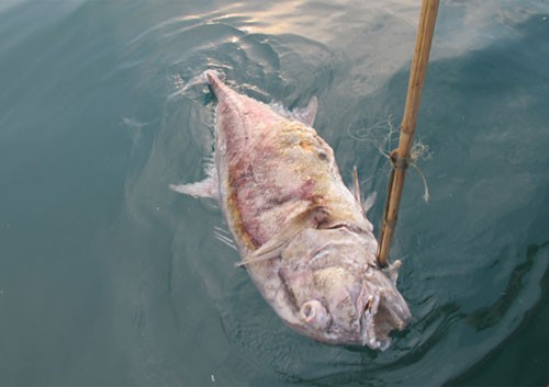 Cá chết nổi trên mặt nước do hoạt động xả thải ô nhiễm. Ảnh: VAST.