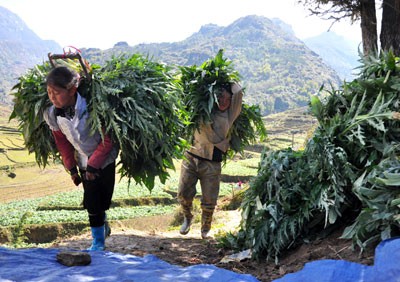 Em Vàng A Mình (12 tuổi) “gồng mình” gùi những bó atiso nặng trên 30kg từ dưới ruộng lên đường quốc lộ 4D bán giúp bố mẹ để vớt vát bớt thiệt hại.