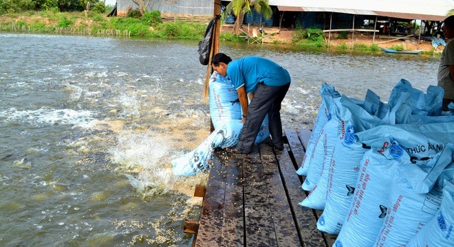 Nuôi cá tra ở ĐBSCL: “Đói” vì thức ăn... chăn nuôi