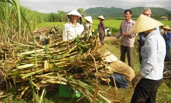 Sợ mất bảo hộ, Hiệp hội mía đường gửi đơn cầu cứu