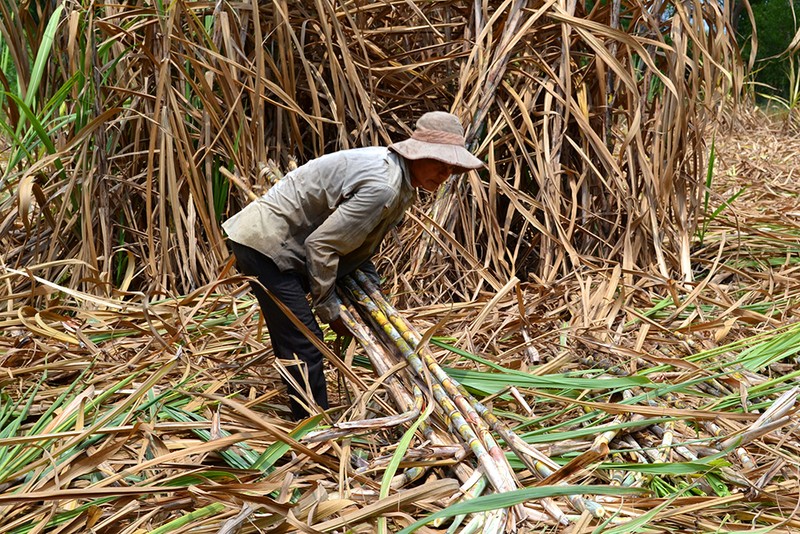 Mực nước trong các kênh rạch cao hơn sau khi được mở công lấy nước từ sông Đồng Nai đã giúp người trồng mía dề dàng hơn trong việc vận chuyển mía đi tiêu thụ