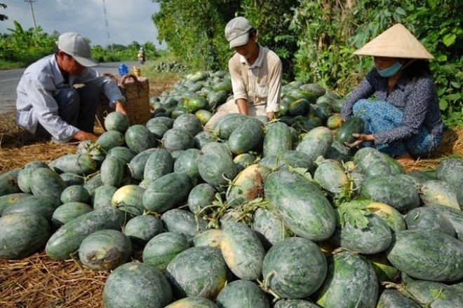 Xuất khẩu nông sản sang Trung Quốc có thể sẽ gặp khó khăn hơn?