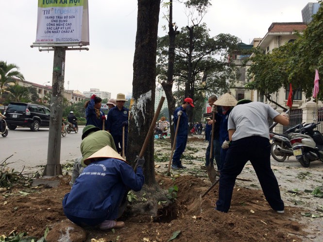 Cây xanh bị chặt hạ trên đường phố Hà Nội 