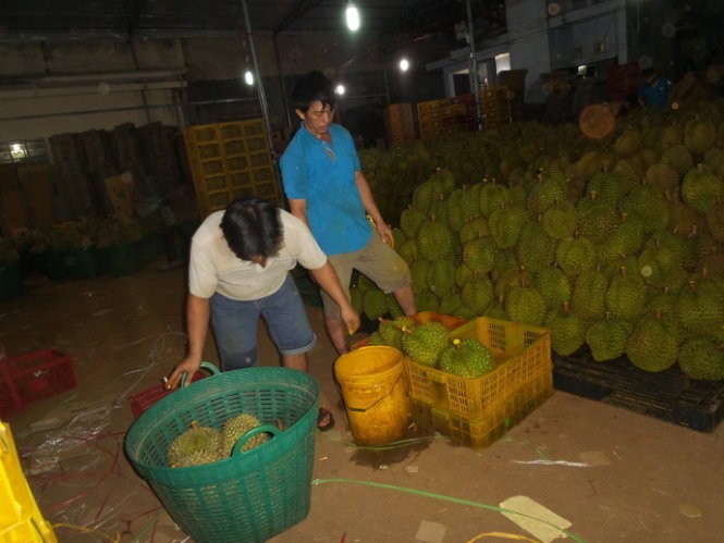 Hai công nhân bị bắt quả tang đang "tắm" hóa chất cho trái sầu riêng 