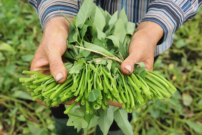 Theo Giám đốc sở Nông nghiệp và Phát triển Nông thôn Hà Nội, trong số 60% rau cung ứng sản xuất trên địa bàn thành phố Hà Nội cung ứng cho người dân thì có tới 95-98% là rau an toàn. Ảnh: Ngọc Lan. 