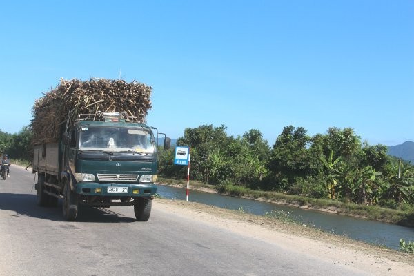 Một xe vận chuyển mía nguyên liệu đang trên đường đến nhà máy đường. Ảnh: TL