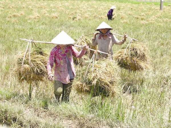 Ở cấp vi mô những quy định về đất đai còn rất méo mó, các thủ tục hành chính rất rườm rà, chưa vận hành theo quy tắc thị trường. Ảnh: LÊ HOÀNG VŨ