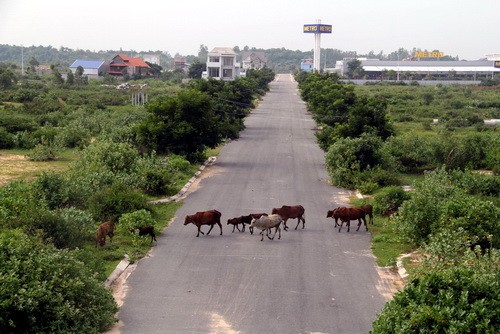 Dự án Metropolitan bị bỏ hoang thành nơi chăn thả bò của người dân. Ảnh: Phước Tuấn