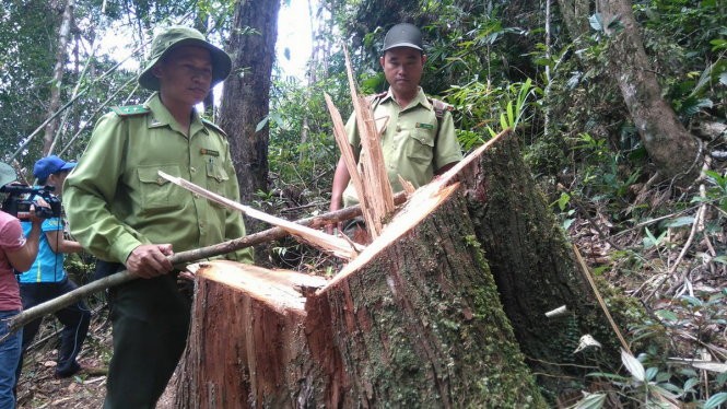 Phá rừng Pơ mu tại Quảng Nam