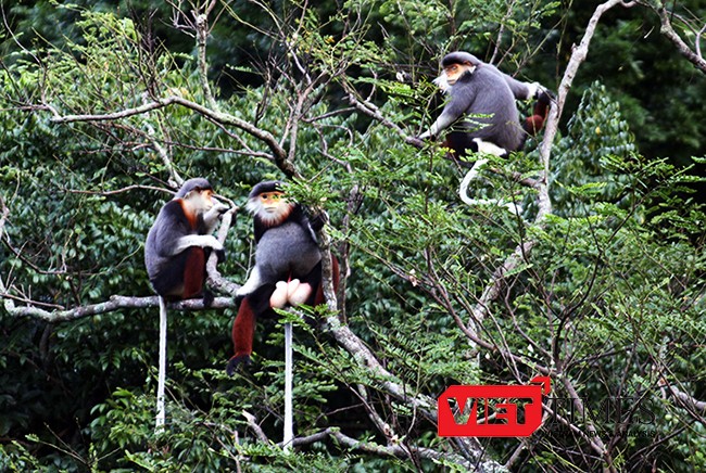 Voọc chà vá chân nâu sẽ là biểu tượng của TP Đà Nẵng tại APEC 2017