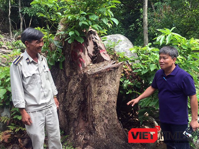 Hiện trường vụ "Xâm hại rừng Sơn Trà"