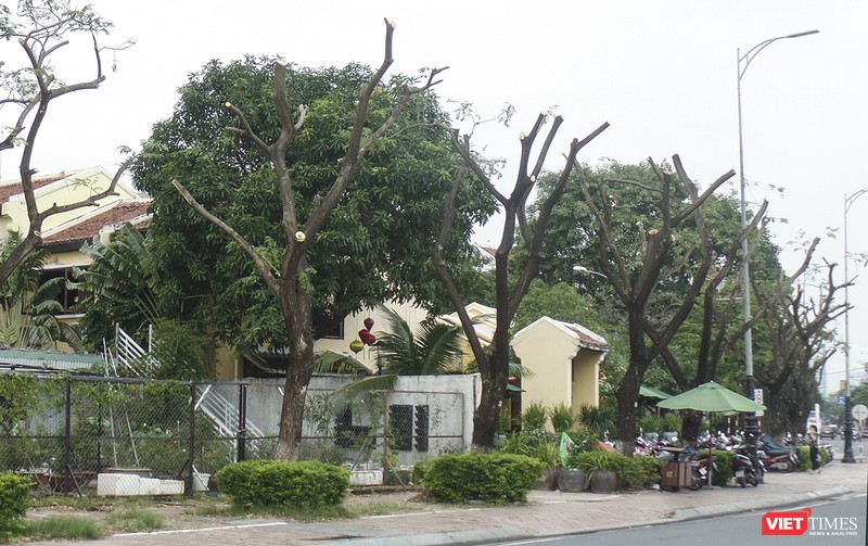 Cây xanh trên vỉa hè tuyến đường Bạch Đằng (quận Hải Châu), đoạn trước nhà hàng Madam Lan bị cắt tỉa trơ thân