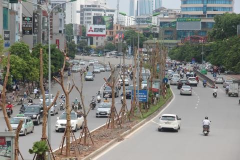 Cây Phượng Vỹ được Hà Nội cho trồng vào giải phân cách.