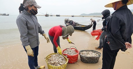 Sự cố môi trường Formosa gây ảnh hưởng nghiêm trọng đến 4 tỉnh miền Trung