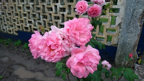 Sony Xperia X. Sony Xperia X.