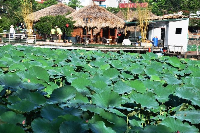 Đảo sen trước Trường song ngữ quốc tế Horizon được đầu tư khá bài bản để hút khách vừa ăn uống vừa chụp ảnh - Ảnh: QUANG THẾ