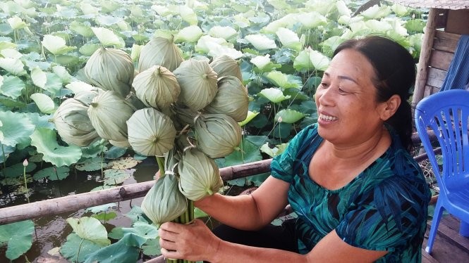 Bà Hợp quảng cáo bán bông sen đã được ướp trà bên trong với giá 25.000 đồng/bông - Ảnh: QUANG THẾ