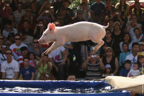 Một con lợn 5 tháng tuổi tên “Miss Piggy” từng lập kỷ lục Guinness tại một buổi trình diễn ở Australia khi thực hiện cú nhảy từ độ cao 3,31 mét xuống một hồ nước. Một con lợn 5 tháng tuổi tên “Miss Piggy” từng lập kỷ lục Guinness tại một buổi trình diễn ở Australia khi thực hiện cú nhảy từ độ cao 3,31 mét xuống một hồ nước.