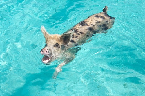 Theo Wikipedia, có khoảng 20 con lợn đang sinh sống tại quần đảo này. Theo Wikipedia, có khoảng 20 con lợn đang sinh sống tại quần đảo này.