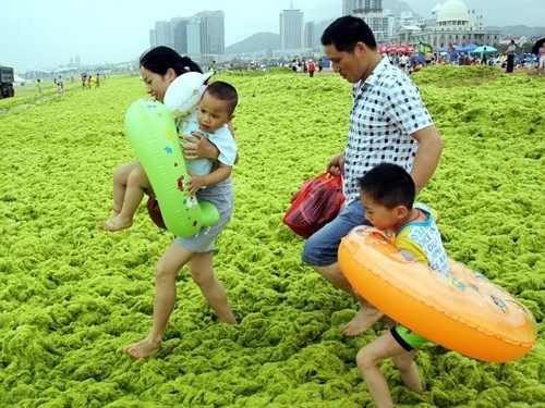 Trong ảnh là một bãi biển ở Trung Quốc, bị phủ kín bởi tảo xanh trong mùa hè năm nay. Tuy vậy, nơi đây vẫn thu hút nhiều du khách là dân địa phương đến tắm. Trong ảnh là một bãi biển ở Trung Quốc, bị phủ kín bởi tảo xanh trong mùa hè năm nay. Tuy vậy, nơi đây vẫn thu hút nhiều du khách là dân địa phương đến tắm.