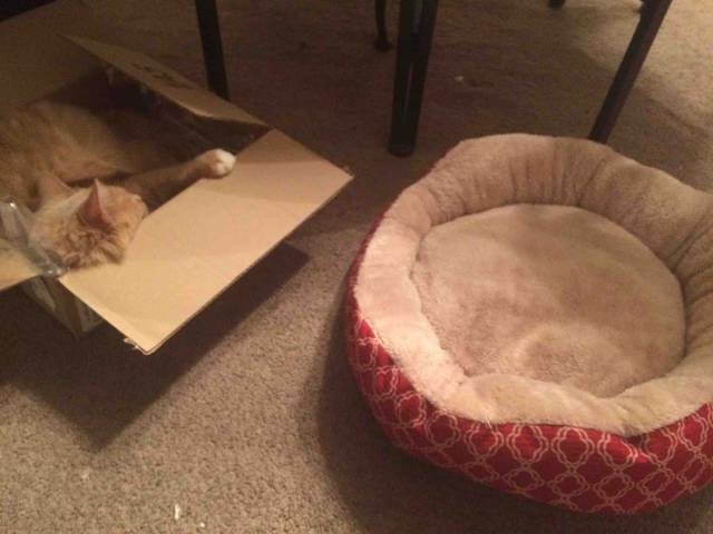 Cười ngất với 1001 tư thế ngủ khó đỡ của thú cưng ảnh 14