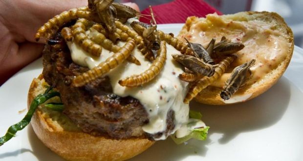 Hambuger côn trùng. Ảnh: CNA