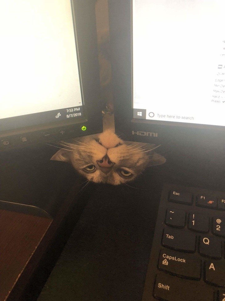 15 hình ảnh chứng minh loài mèo sở hữu tư duy logic kỳ lạ  ảnh 13