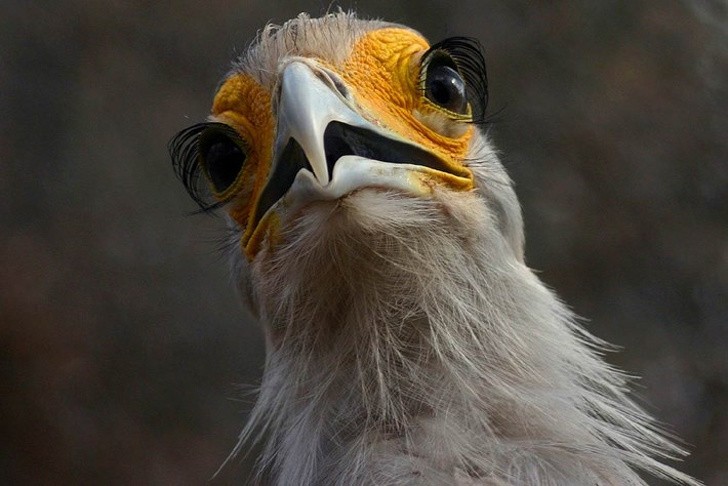 10 sinh vật sở hữu đôi mắt đẹp nhất hành tinh ảnh 3 10 sinh vật sở hữu đôi mắt đẹp nhất hành tinh ảnh 3