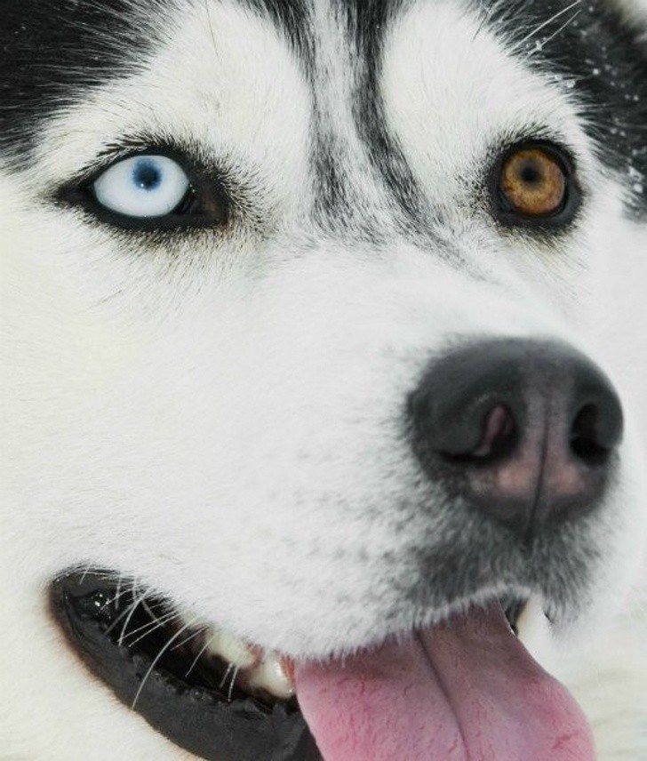 10 sinh vật sở hữu đôi mắt đẹp nhất hành tinh ảnh 8 10 sinh vật sở hữu đôi mắt đẹp nhất hành tinh ảnh 8